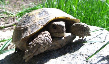 Павлодарлық жас суретшілер Қызыл кітапқа енген жануарлар мен өсімдіктерді бейнеледі