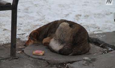 Павлодар облысында қаңғыбас иттердің мәселесі көтерілді