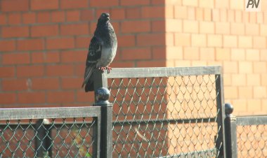 В США из-за «пернатой» проблемы задержали рейс