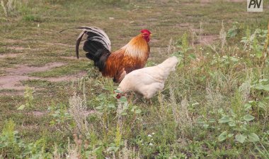 Павлодар облысында Ньюкасл ауруына қарсы үй құстарына тегін екпе салынды