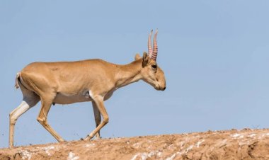 Павлодар облысында ауыл тұрғынынан ақбөкендердің мүйіздері тәркіленді