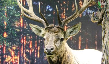 В Павлодаре определили сроки охоты на диких животных и птиц