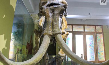 Павлодарлықтарды көне дәуірмен танысуға шақыруда