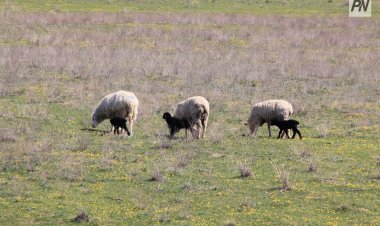 Құны – екі миллиард теңге: Тереңкөлде заңсыз берілген жер мемлекетке қайтарылды