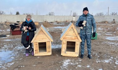 Павлодарда сотталушылар аязда үсіп қалмау үшін иттерге үйшіктер жасады