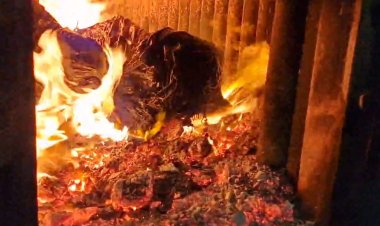 Павлодар облысында 700 келіден астам есірткі жойылды