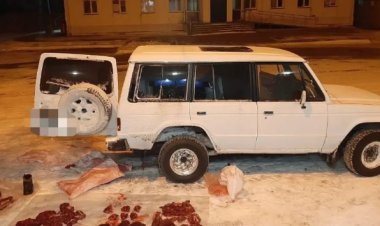 Павлодар облысында  алты сібір елігінің тушасы анықталды