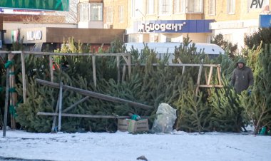Павлодар облысында Жаңа жылдық табиғи шырша қаншадан сатылып жатыр?