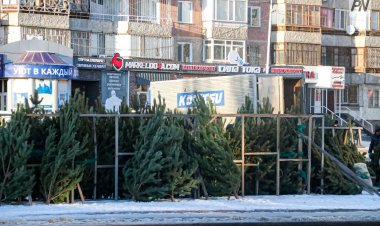 В Павлодарской области усилили охрану хвойных деревьев