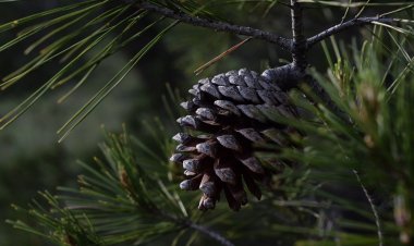 Павлодар облысында орманшылар бүршік жинауды жалғастыруда