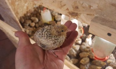 Ақтоғай ауданында бөдене фермасы ашылды