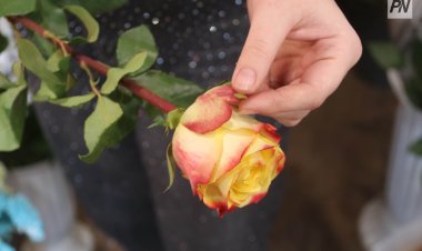 Павлодарцев поздравили с Днем благодарности