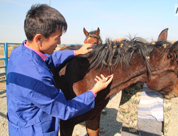 Павлодарда жануарларды вакцинациялау науқаны басталды