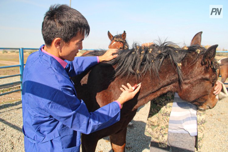 Павлодарда жануарларды вакцинациялау науқаны басталды