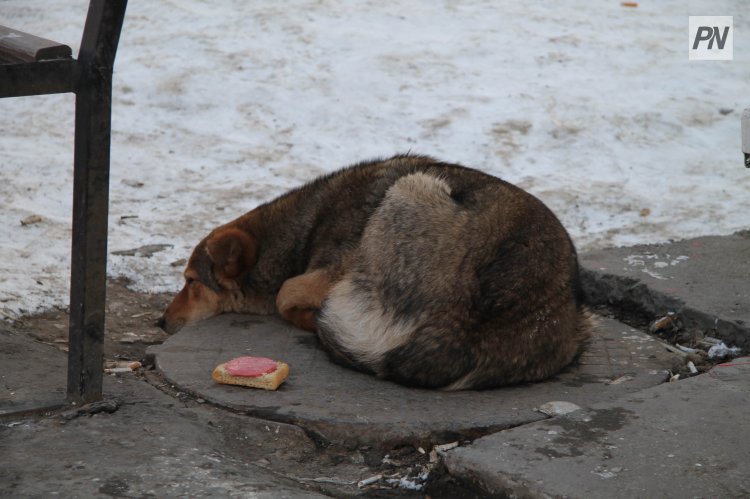 Павлодар облысында қаңғыбас иттердің мәселесі көтерілді
