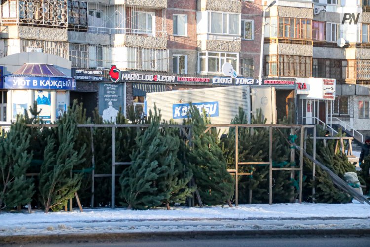 В Павлодарской области усилили охрану хвойных деревьев