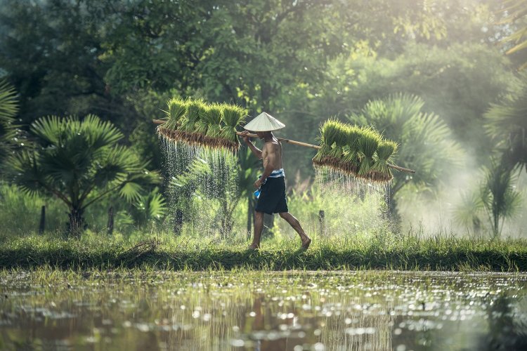 В Тайланде креативно украсили рисовое поле