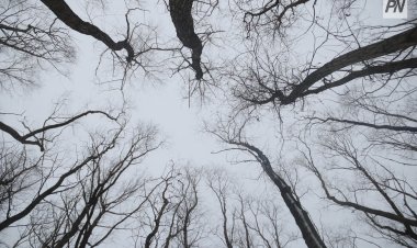 «Ертіс орманында» табиғат қорғау акциясы басталды