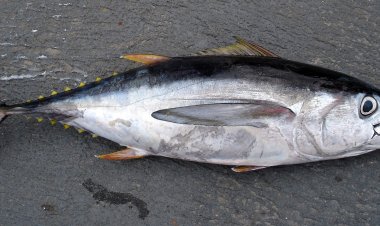 В Токио сделали «тунцовый» прогноз