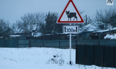 Павлодар облысында жүзге жуық тұрғын қараусыз  малы үшін жауапқа тартылды