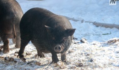 Павлодарская область вошла в топ-3 по производству свинины