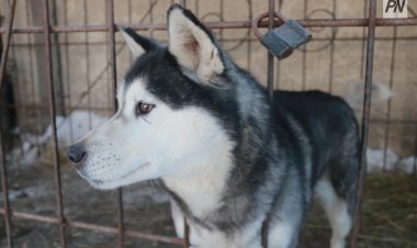 Павлодарда түнімен иттері ұйқы бермеген тұрғындарға айыппұл салынды