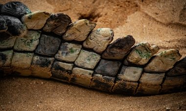 И рыба, и рептилия: неопознанное существо нашли в Уэльсе
