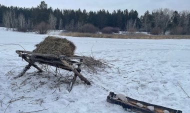Появление диких животных в городе объяснили павлодарские лесники