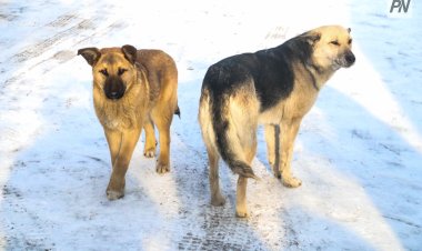 Павлодарда қаңғыбас иттерге қатысты шағым көбейген