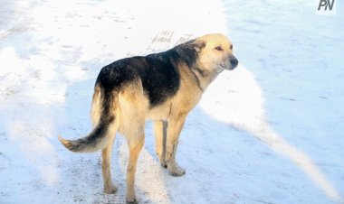 Павлодар облысында екі мыңға жуық ит пен мысық иелері жазаланды