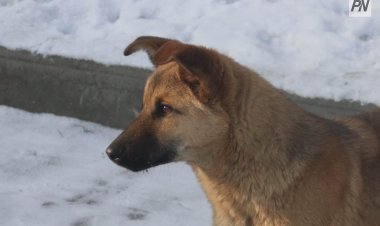 Павлодарда ротвейлердің иесіне айыппұл салынды