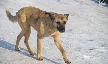 Подрядчику в Павлодарской области пригрозили жёсткими санкциями
