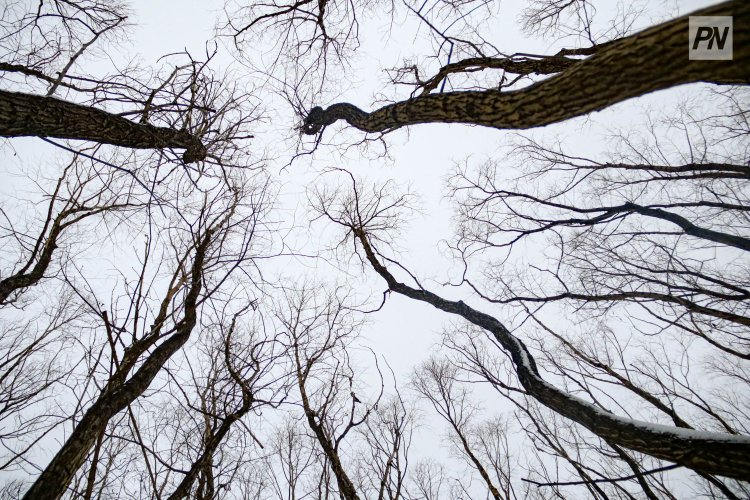 Деревья Алабамы обнимали ради мирового рекорда