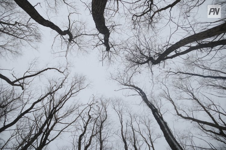 «Ертіс орманында» табиғат қорғау акциясы басталды