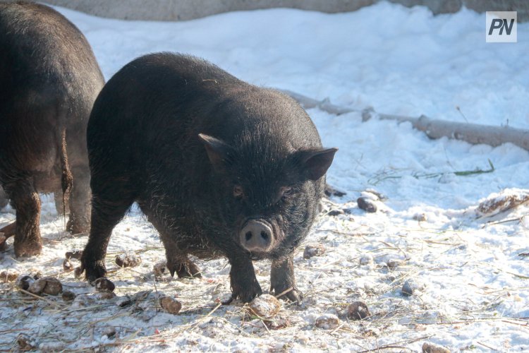 Павлодарская область вошла в топ-3 по производству свинины