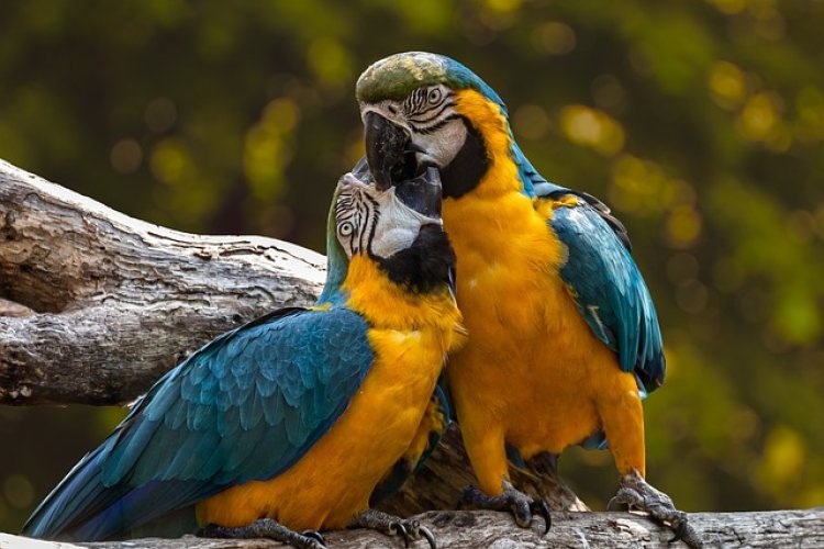 В британском зоопарке решили перевоспитать попугаев