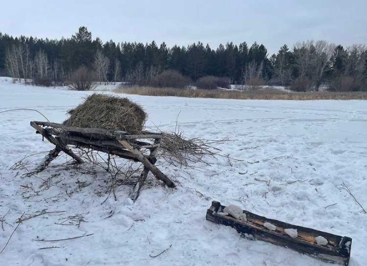 Появление диких животных в городе объяснили павлодарские лесники