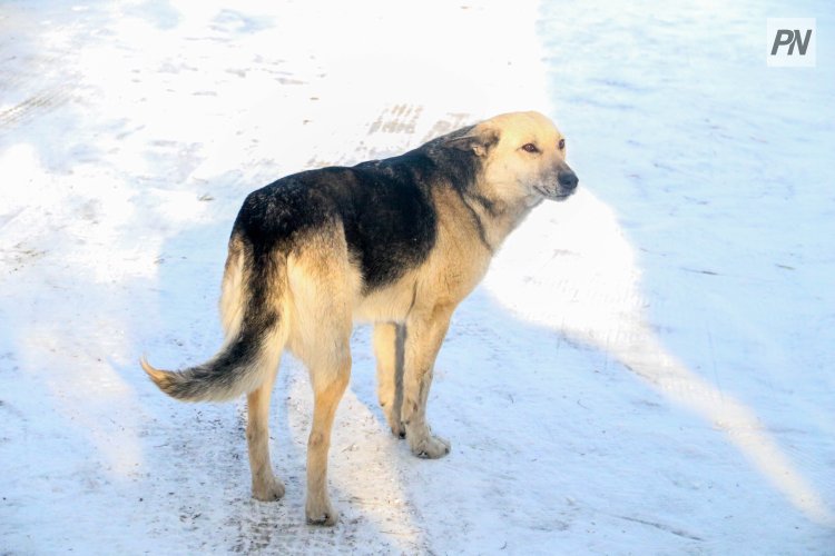 Павлодар облысында екі мыңға жуық ит пен мысық иелері жазаланды