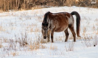Павлодар облысында жылқылардың қырылуы туралы ресми хабарлама түспеген – АШБ