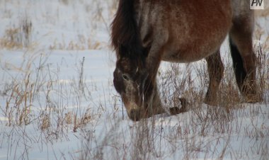 Павлодарлық тұрғын ұрланған малын тауып берген полицейлерге алғысын білдірді