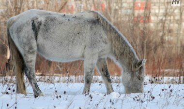 Павлодар облысында мал сою алаңдары жеткіліксіз