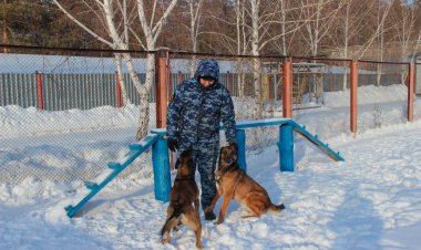 Павлодар ауданында Цамбо есімді қызметтік ит есірткі қылмысын тоқтатты