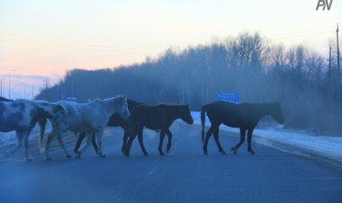 В Павлодарской области разработали меры против массового падежа лошадей