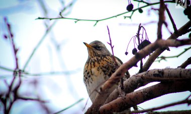 В Павлодаре появился «Птичий городок»