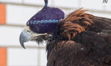 Павлодар облысының бүркітшілері республикалық жарыста топ жарды