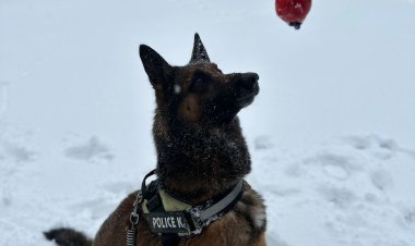 Павлодар облысында төрт аяқты көмекшілер түзеу мекемелерінде қызмет етуде