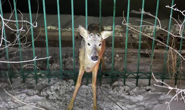 Павлодарда елік құтқарылды