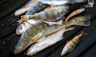 Экибастузца наказали за незаконную рыбалку