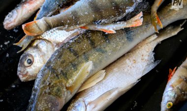 Успен ауданында заңсыз балық аулаған браконьерлер ұсталды