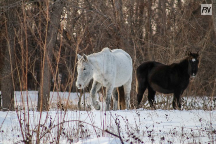 Погибших лошадей посчитали в Павлодарской области